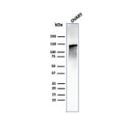 Western Blot - Anti-Caldesmon Antibody [CALD1/1424R] - BSA and Azide free (A253565) - Antibodies.com