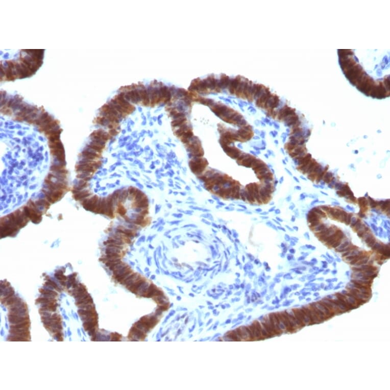 Immunohistochemistry - Anti-ASRGL1 Antibody [CRASH/1289] - BSA and Azide free (A253567) - Antibodies.com