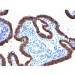 Immunohistochemistry - Anti-ASRGL1 Antibody [CRASH/1289] - BSA and Azide free (A253567) - Antibodies.com