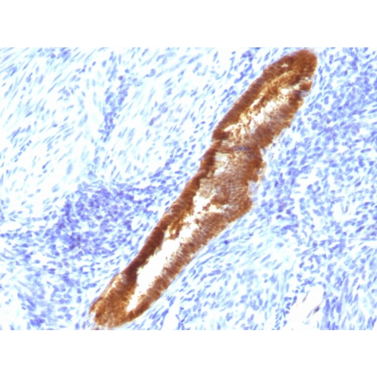Immunohistochemistry - Anti-ASRGL1 Antibody [CRASH/1289] - BSA and Azide free (A253566) - Antibodies.com