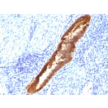Immunohistochemistry - Anti-ASRGL1 Antibody [CRASH/1289] - BSA and Azide free (A253566) - Antibodies.com