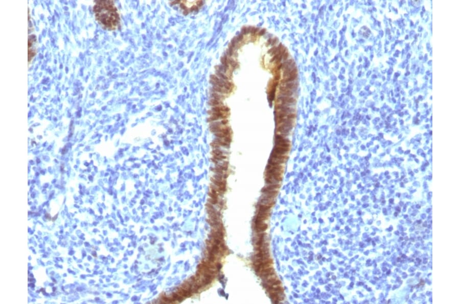 Immunohistochemistry - Anti-ASRGL1 Antibody [CRASH/1289] - BSA and Azide free (A253567) - Antibodies.com