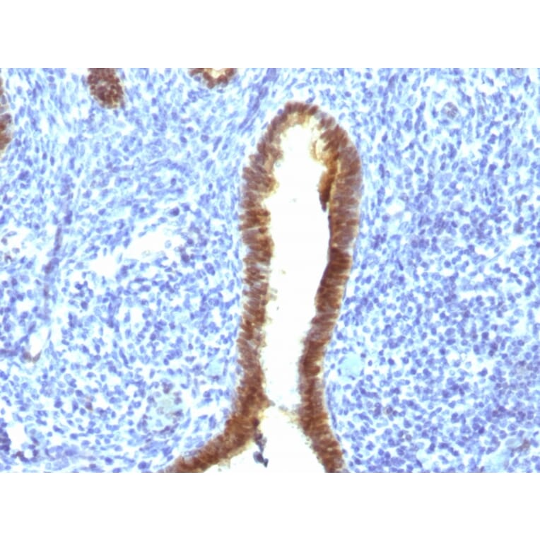 Immunohistochemistry - Anti-ASRGL1 Antibody [CRASH/1289] - BSA and Azide free (A253567) - Antibodies.com