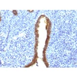 Immunohistochemistry - Anti-ASRGL1 Antibody [CRASH/1289] - BSA and Azide free (A253567) - Antibodies.com