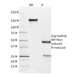 SDS-PAGE - Anti-PD-L2 Antibody [PDL2/1850] - BSA and Azide free (A253569) - Antibodies.com