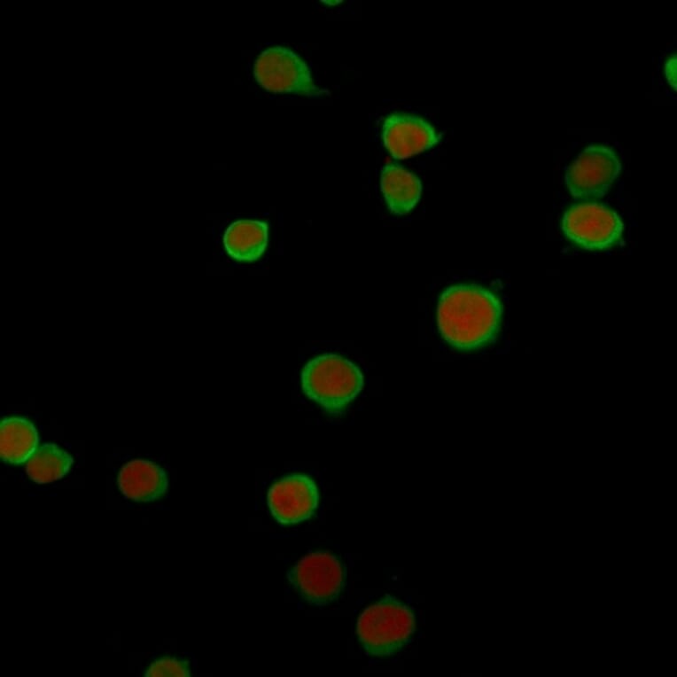 Immunofluorescence - Anti-PD-L2 Antibody [PDL2/2676] - BSA and Azide free (A253570) - Antibodies.com