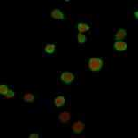 Immunofluorescence - Anti-PD-L2 Antibody [PDL2/2676] - BSA and Azide free (A253570) - Antibodies.com
