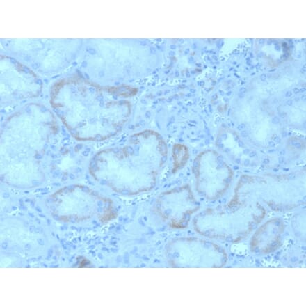Immunohistochemistry - Anti-FGF23 Antibody [FGF23/4162] - BSA and Azide free (A253572) - Antibodies.com