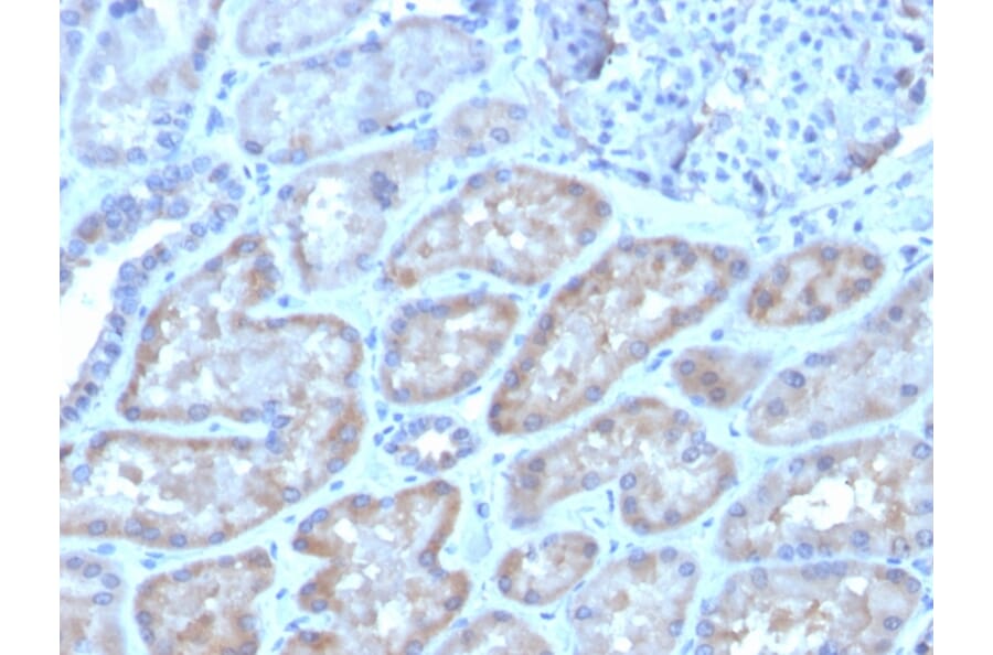 Immunohistochemistry - Anti-FGF23 Antibody [FGF23/4162] - BSA and Azide free (A253572) - Antibodies.com