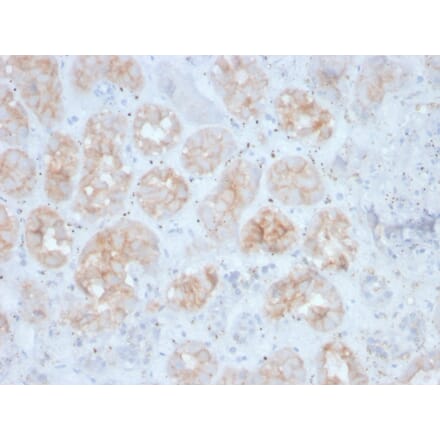 Immunohistochemistry - Anti-FGF23 Antibody [FGF23/4163] - BSA and Azide free (A253573) - Antibodies.com