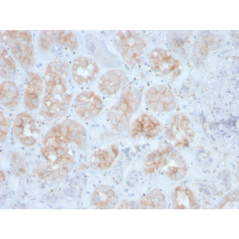 Immunohistochemistry - Anti-FGF23 Antibody [FGF23/4163] - BSA and Azide free (A253573) - Antibodies.com