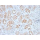 Immunohistochemistry - Anti-FGF23 Antibody [FGF23/4163] - BSA and Azide free (A253573) - Antibodies.com