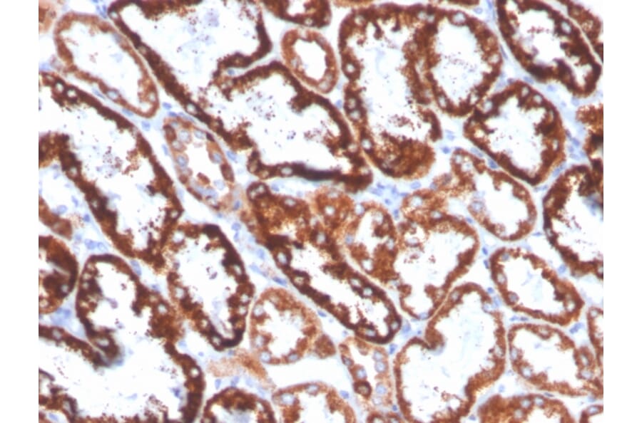 Immunohistochemistry - Anti-FGF23 Antibody [FGF23/4168] - BSA and Azide free (A253575) - Antibodies.com