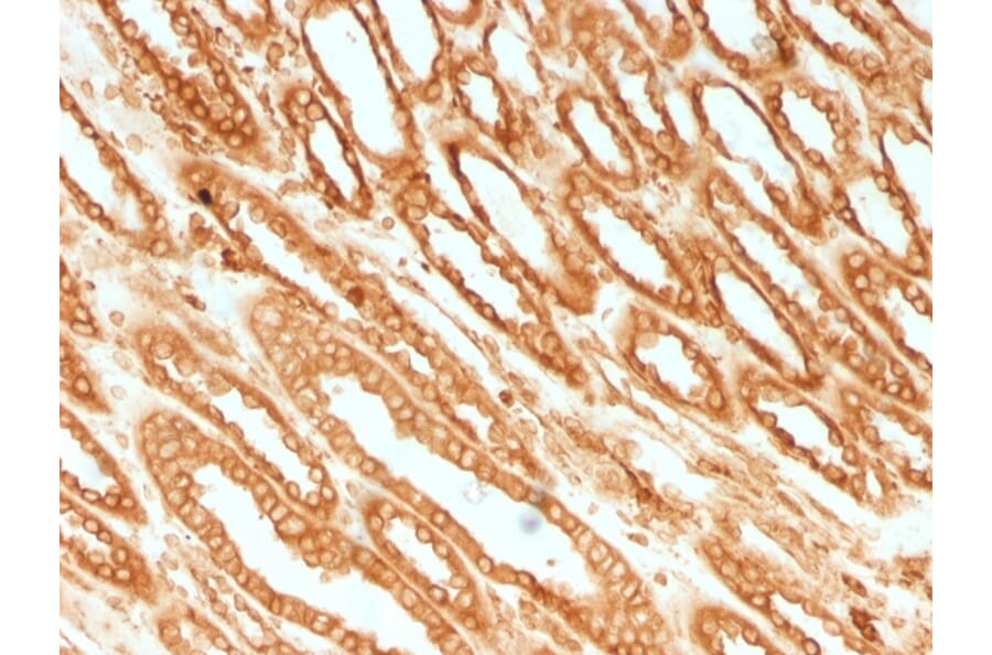 Immunohistochemistry - Anti-Calnexin Antibody [CANX/1541] - BSA and Azide free (A253580) - Antibodies.com