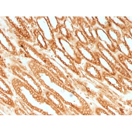 Immunohistochemistry - Anti-Calnexin Antibody [CANX/1541] - BSA and Azide free (A253580) - Antibodies.com