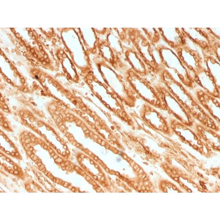 Immunohistochemistry - Anti-Calnexin Antibody [CANX/1541] - BSA and Azide free (A253580) - Antibodies.com