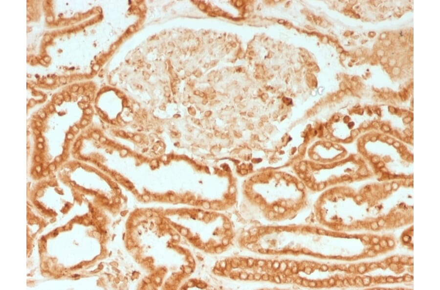 Immunohistochemistry - Anti-Calnexin Antibody [CANX/1541] - BSA and Azide free (A253580) - Antibodies.com