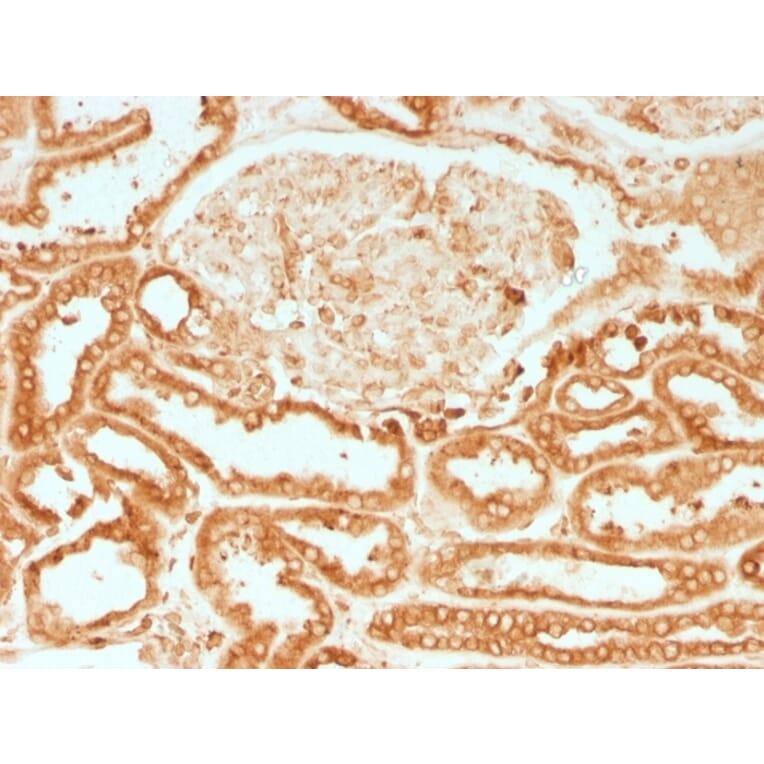 Immunohistochemistry - Anti-Calnexin Antibody [CANX/1541] - BSA and Azide free (A253580) - Antibodies.com