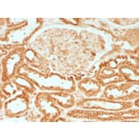 Immunohistochemistry - Anti-Calnexin Antibody [CANX/1541] - BSA and Azide free (A253580) - Antibodies.com