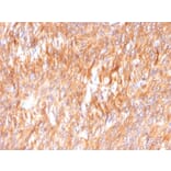 Immunohistochemistry - Anti-Calnexin Antibody [CANX/1541] - BSA and Azide free (A253580) - Antibodies.com