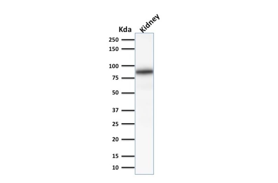 Western Blot - Anti-Calnexin Antibody [CANX/1541] - BSA and Azide free (A253580) - Antibodies.com