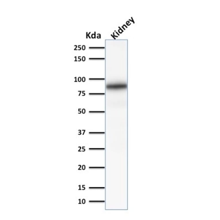 Western Blot - Anti-Calnexin Antibody [CANX/1541] - BSA and Azide free (A253580) - Antibodies.com