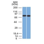 Western Blot - Anti-Calnexin Antibody [CANX/1541] - BSA and Azide free (A253580) - Antibodies.com
