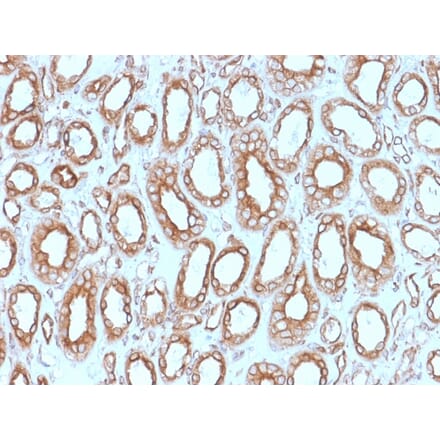 Immunohistochemistry - Anti-Calnexin Antibody [CANX/1543] - BSA and Azide free (A253581) - Antibodies.com