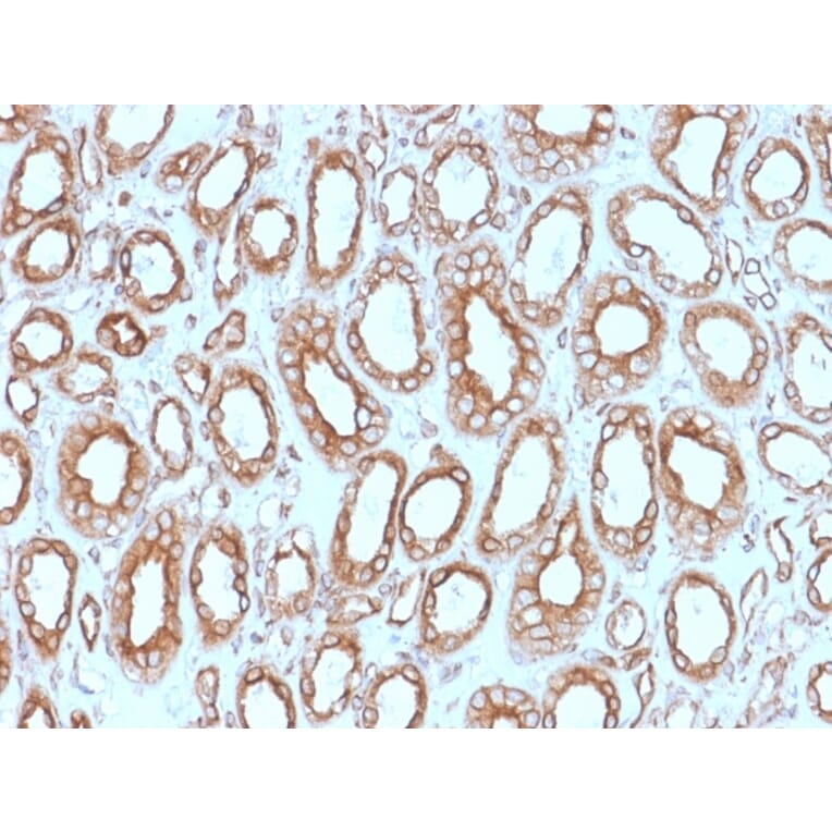 Immunohistochemistry - Anti-Calnexin Antibody [CANX/1543] - BSA and Azide free (A253581) - Antibodies.com