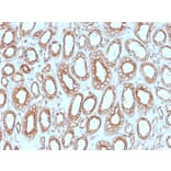 Immunohistochemistry - Anti-Calnexin Antibody [CANX/1543] - BSA and Azide free (A253581) - Antibodies.com