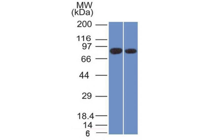 Western Blot - Anti-Calnexin Antibody [CANX/1543] - BSA and Azide free (A253581) - Antibodies.com