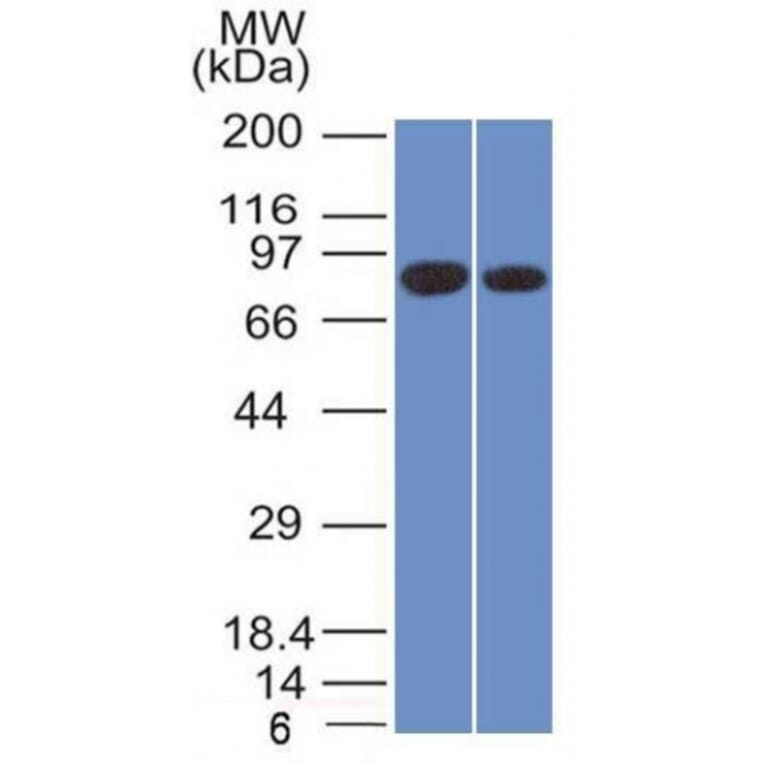 Western Blot - Anti-Calnexin Antibody [CANX/1543] - BSA and Azide free (A253581) - Antibodies.com