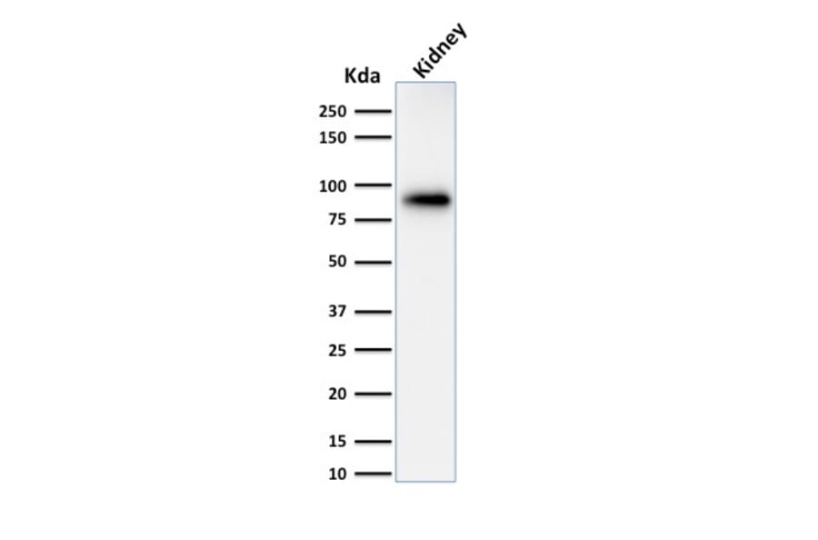 Western Blot - Anti-Calnexin Antibody [CANX/1543] - BSA and Azide free (A253581) - Antibodies.com