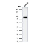 Western Blot - Anti-Calnexin Antibody [CANX/1543] - BSA and Azide free (A253581) - Antibodies.com