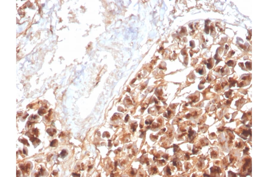 Immunohistochemistry - Anti-EPX Antibody [rEPO104] - BSA and Azide free (A253582) - Antibodies.com