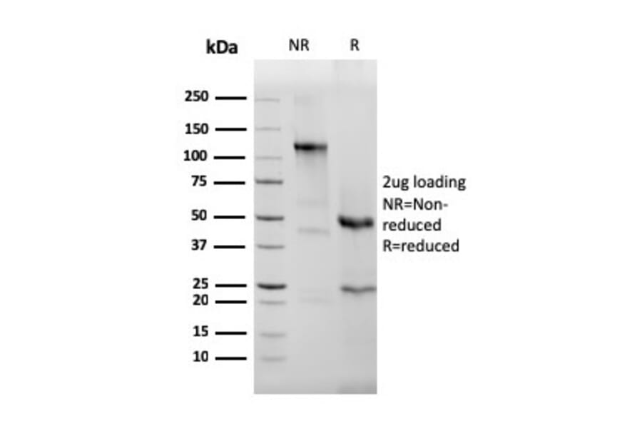 SDS-PAGE - Anti-EPX Antibody [rEPO104] - BSA and Azide free (A253585) - Antibodies.com