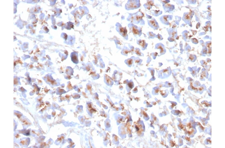 Immunohistochemistry - Anti-EPX Antibody [EPX/3908R] - BSA and Azide free (A253585) - Antibodies.com