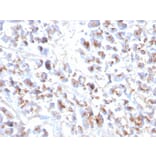 Immunohistochemistry - Anti-EPX Antibody [EPX/3908R] - BSA and Azide free (A253585) - Antibodies.com