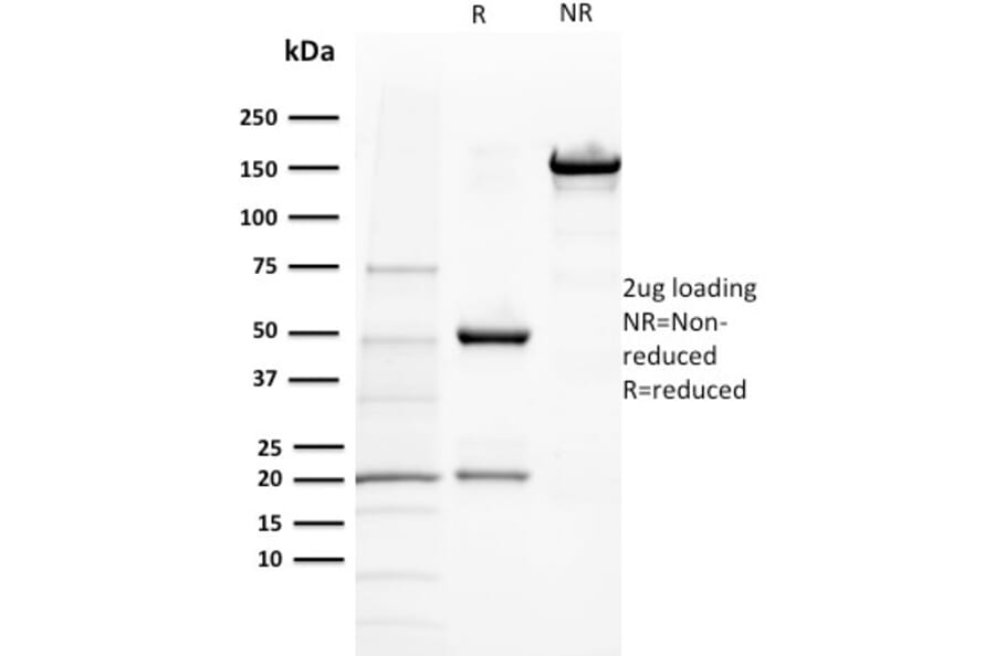 SDS-PAGE - Anti-BAP1 Antibody [BAP1/2432] - BSA and Azide free (A253588) - Antibodies.com
