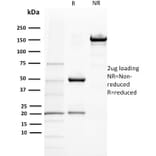 SDS-PAGE - Anti-BAP1 Antibody [BAP1/2432] - BSA and Azide free (A253588) - Antibodies.com