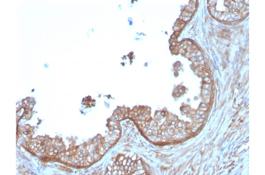 Immunohistochemistry - Anti-Calpastatin Antibody [CAST/1550] - BSA and Azide free (A253592) - Antibodies.com