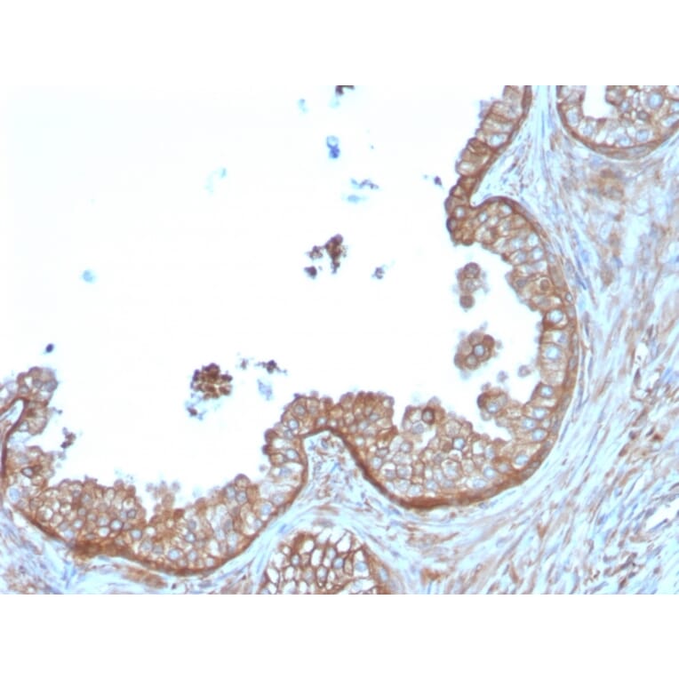 Immunohistochemistry - Anti-Calpastatin Antibody [CAST/1550] - BSA and Azide free (A253592) - Antibodies.com