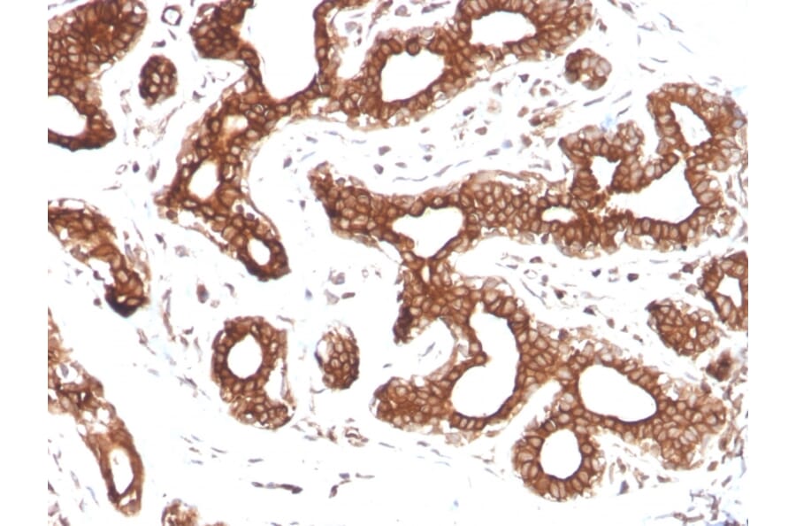 Immunohistochemistry - Anti-Calpastatin Antibody [CAST/1550] - BSA and Azide free (A253592) - Antibodies.com