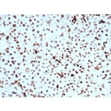 Immunohistochemistry - Anti-Histone H3 (phospho Ser10) Antibody [PHH3/471R] - BSA and Azide free (A253593) - Antibodies.com