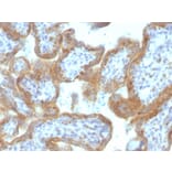 Immunohistochemistry - Anti-MAML2 Antibody [MAML2/1302] - BSA and Azide free (A253596) - Antibodies.com