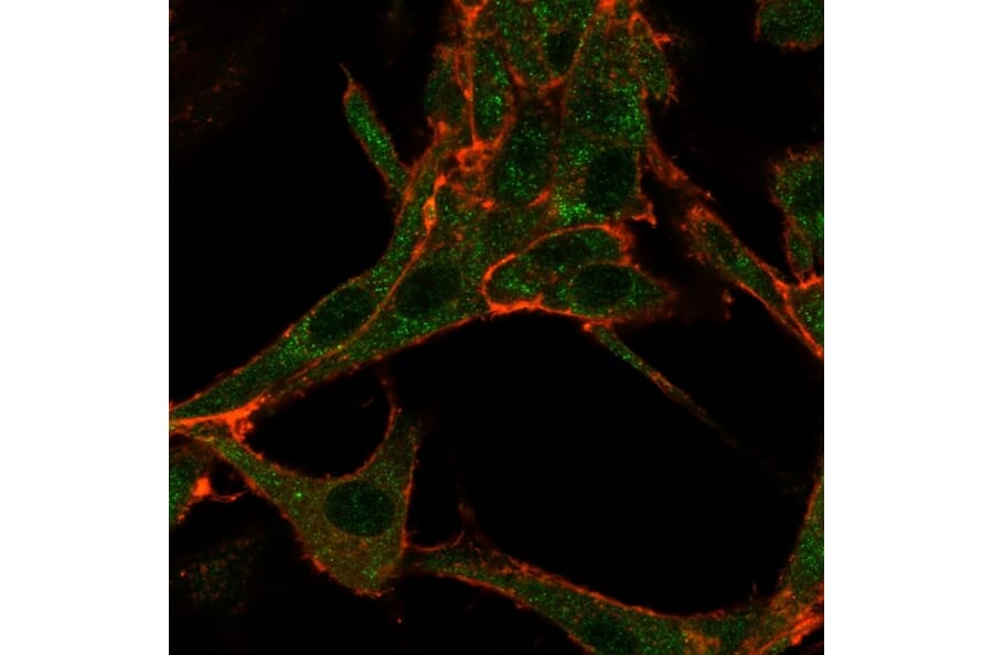 Immunofluorescence - Anti-RHOXF2 Antibody [PCRP-RHOXF2-1D7] - BSA and Azide free (A253597) - Antibodies.com