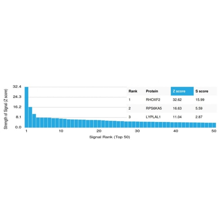 Protein Array - Anti-RHOXF2 Antibody [PCRP-RHOXF2-1D7] - BSA and Azide free (A253596) - Antibodies.com