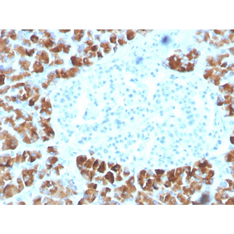 Immunohistochemistry - Anti-INSM2 Antibody [INSM2/4291] - BSA and Azide free (A253598) - Antibodies.com