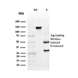 SDS-PAGE - Anti-INSM2 Antibody [INSM2/4291] - BSA and Azide free (A253598) - Antibodies.com