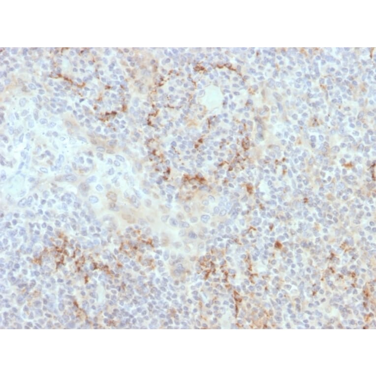 Immunohistochemistry - Anti-TIM3 Antibody [TIM3/4030] - BSA and Azide free (A253599) - Antibodies.com